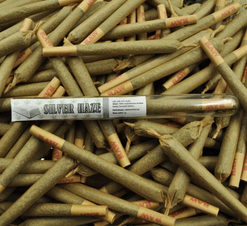 Silver-Haze-scaled-1.jpg