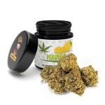 Susz LZ CBD Mango 1g 7%