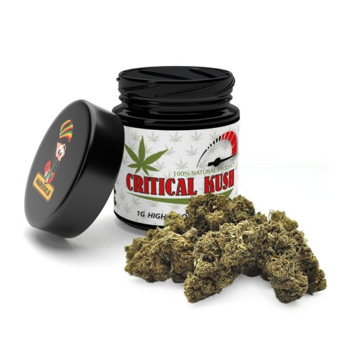 Critical-Kush-1g.jpg